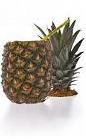 The Abacaxi Ricaco is made inside a whole pineapple with cachaca, pineapple, lime, bitters and nutmeg. Yes, it is served INSIDE a cored pineapple.